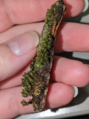 Nyholmiella obtusifolia