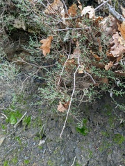 Genista verae