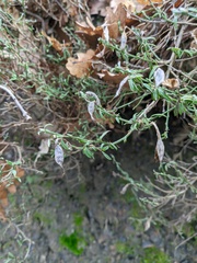 Genista verae