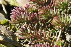Petrosedum