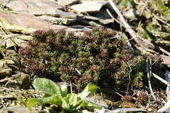 Petrosedum