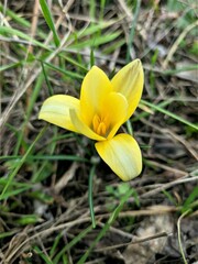 Crocus angustifolius