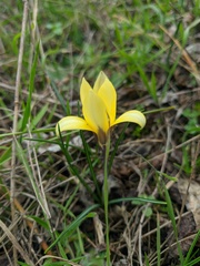 Crocus angustifolius