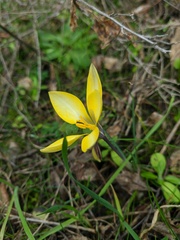 Crocus angustifolius