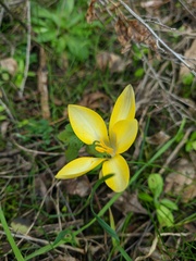 Crocus angustifolius