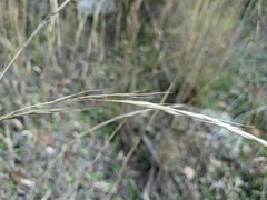 Brachypodium sylvaticum