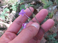 Pseuderanthemum hispidulum