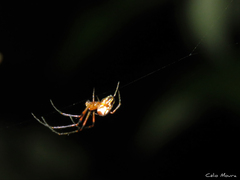 Leucauge
