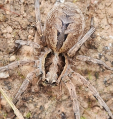 Lycosa hispanica