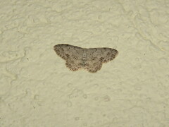 Scopula plantagenaria