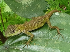 Calotes liolepis