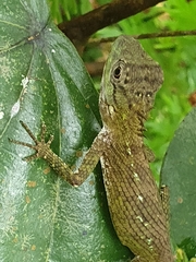 Calotes liolepis