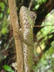 Calotes liolepis