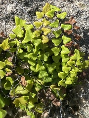 Adiantum