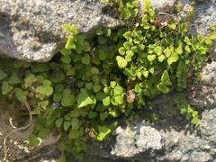 Adiantum