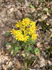 Packera obovata