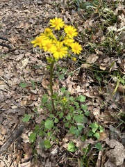 Packera obovata