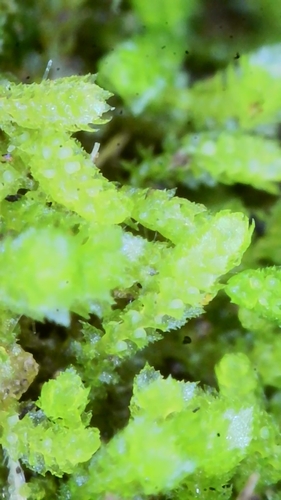 Cephaloziellaceae image
