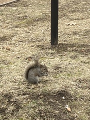 Sciurus carolinensis