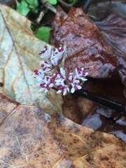 Erigenia bulbosa