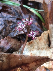 Erigenia bulbosa