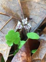 Erigenia bulbosa