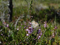 Plebejus argus