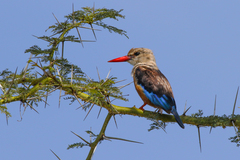 Halcyon leucocephala
