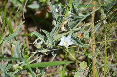 Convolvulus hermanniae
