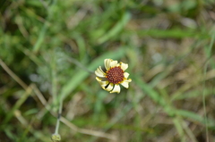 Helenium radiatum