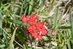 Glandularia peruviana