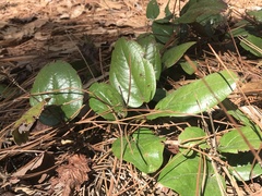 Smilax pumila