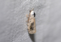 Ponometia erastrioides