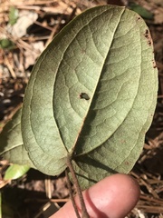 Smilax pumila