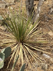 Dasylirion texanum