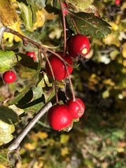 Crataegus
