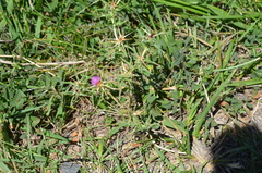 Centaurea calcitrapa