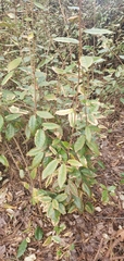 Elaeagnus pungens