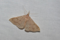 Renia flavipunctalis