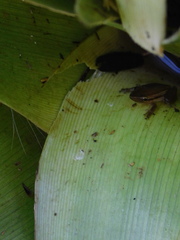 Scinax squalirostris