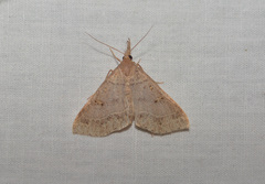 Renia flavipunctalis