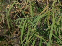 Oxystelma esculentum