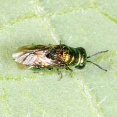 Pseudomalus pusillus