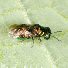 Pseudomalus pusillus
