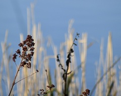 Lysimachia vulgaris