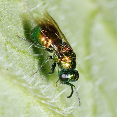 Pseudomalus pusillus