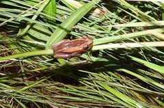 Afrixalus fornasini