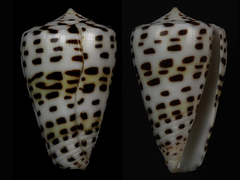 Conus eburneus
