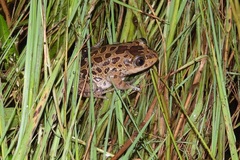 Hylambates maculatus