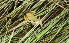 Hyperolius tuberilinguis